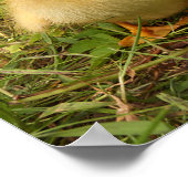 Poster oiseau, canard, canard, jaune, nature, mignonette, (Coin)