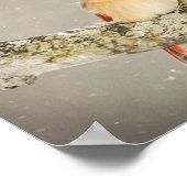 Poster Oiseau cardinal féminin d'hiver (Coin)