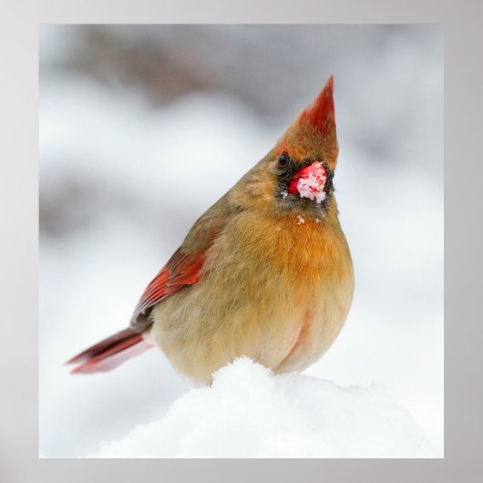 Poster Oiseau cardinal féminin en neige (Devant)