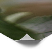 Poster Oiseau cardinal rouge dans l'arbre (Coin)