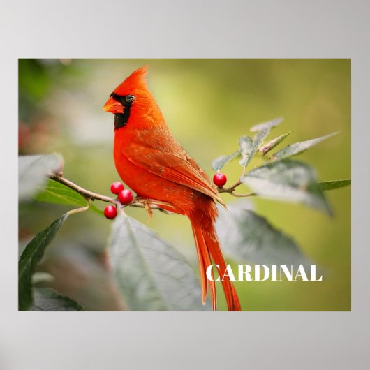 Poster Oiseau cardinal rouge dans l'arbre (Devant)