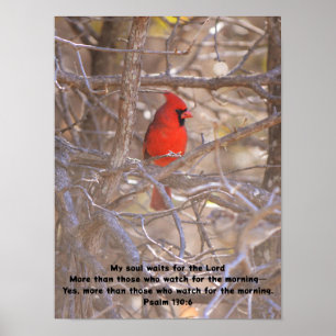 Poster Oiseau Cardinal Rouge En Attendant Pacifiquement L