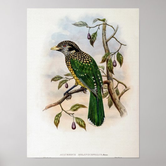 Poster Oiseau-chat à nuque noire par John Gould (Devant)