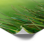 Poster Oiseau coloré de l'apiculture européenne (Coin)