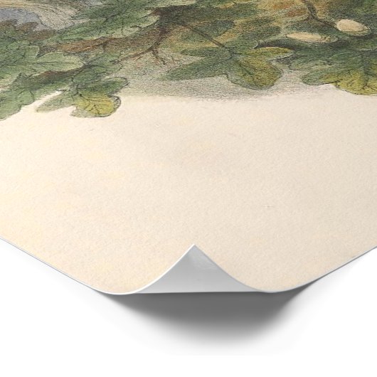 Poster Oiseau commun vintage (Coin)