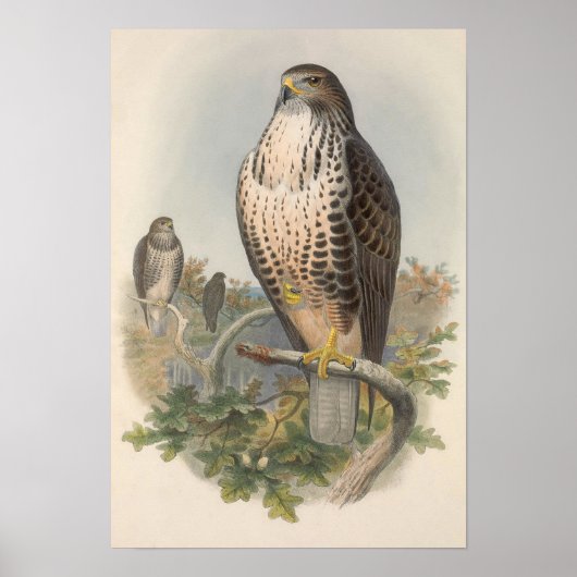Poster Oiseau commun vintage (Devant)