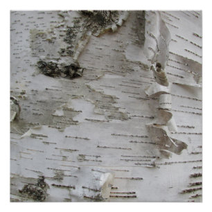 Poster Oiseau d'arbre de bouleau Peelé Vieux art photo
