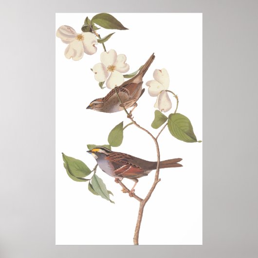 Poster Oiseau d'Audubon à moelle tressée blanche avec fle (Devant)