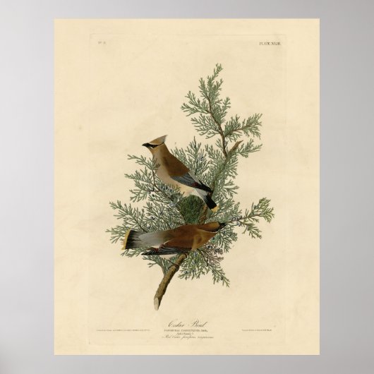 Poster Oiseau de cèdre, Cèdre, cire Audubon Oiseaux d'Amé (Devant)
