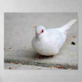 Poster Oiseau de colombe (Devant)