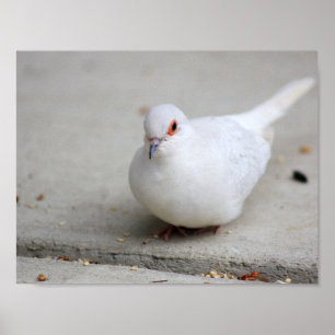 Poster Oiseau de colombe