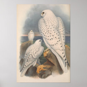 Poster Oiseau de course légère du Faucon groenlandais