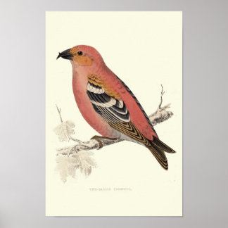 Poster Oiseau de croix