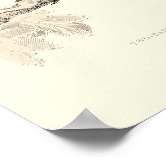 Poster Oiseau de croix (Coin)