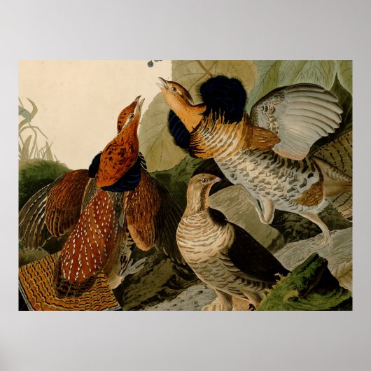 Poster Oiseau de gibier Audubon (Devant)