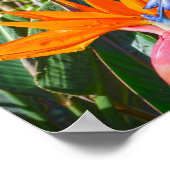 Poster Oiseau de la Fleur du Paradis (Coin)