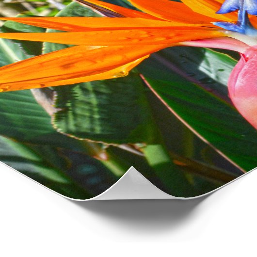 Poster Oiseau de la Fleur du Paradis (Coin)