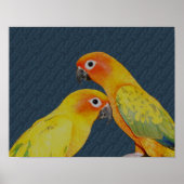Poster Oiseau de la paire de perroquets Sun Conure (Devant)