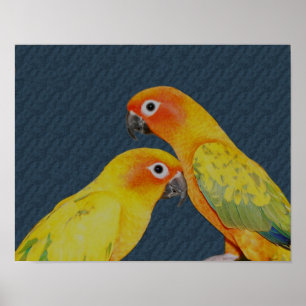 Poster Oiseau de la paire de perroquets Sun Conure