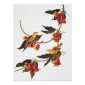 Poster Oiseau de la Paruline de Rathbone sur crossvine (Devant)