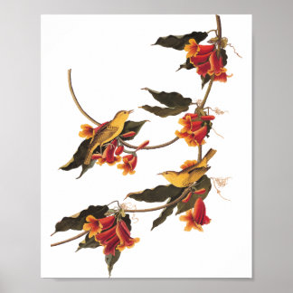 Poster Oiseau de la Paruline de Rathbone sur crossvine