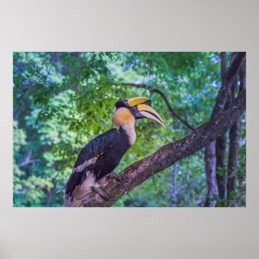 Poster Oiseau de l'Hornbill (Devant)