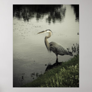 Poster Oiseau de marais sur le rivage