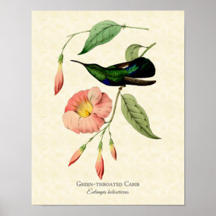 Poster Oiseau-de-mer Vintage vert à thème
