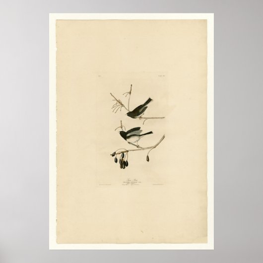 Poster Oiseau de neige (Devant)