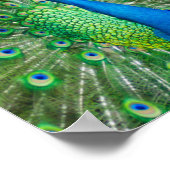 Poster Oiseau de paon coloré (Coin)