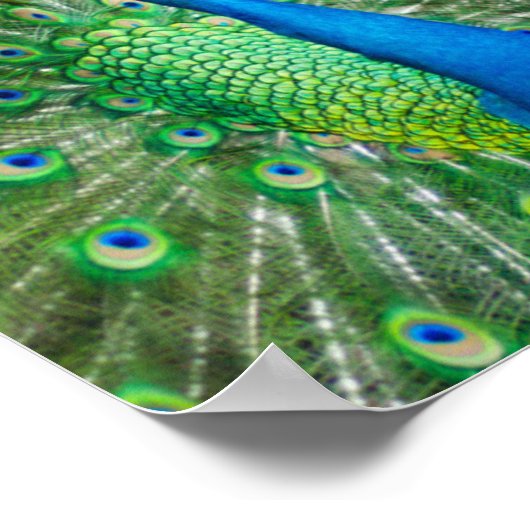 Poster Oiseau de paon coloré (Coin)