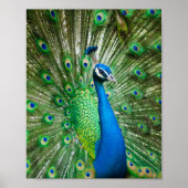 Poster Oiseau de paon coloré (Devant)