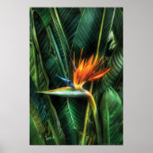 Poster Oiseau de paradis (Devant)