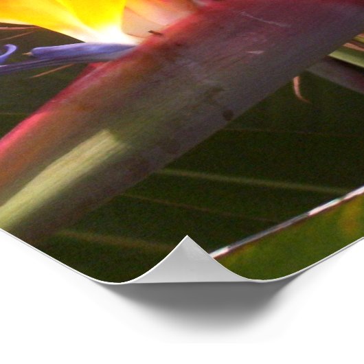 Poster oiseau de paradis 1 (Coin)