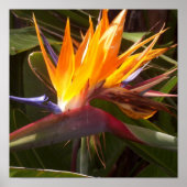 Poster oiseau de paradis 1 (Devant)