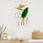 Poster Oiseau de paradis (Strelitzia Reginae) (Cuisine)