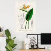 Poster Oiseau de paradis (Strelitzia Reginae) (Bureau à domicile)