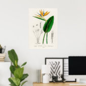 Poster Oiseau de paradis (Strelitzia Reginae) (Bureau à domicile)