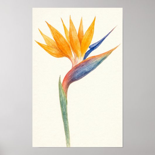 Poster Oiseau de Paradise (Devant)