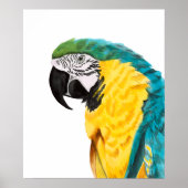 Poster Oiseau de perroquet tropical (Devant)