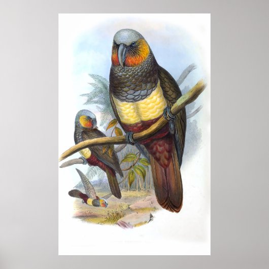 Poster Oiseau de perroquet vintage (Devant)