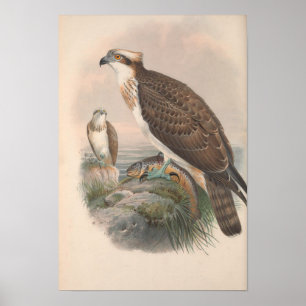 Poster Oiseau de poisson de faucon vintage