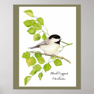 Poster Oiseau de poulet mignon dans le peuplier Arbre dou