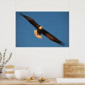 Poster Oiseau de Prey, Aigle de Bald en vol, Kachemak (Cuisine)