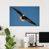 Poster Oiseau de Prey, Aigle de Bald en vol, Kachemak (Bureau à domicile)