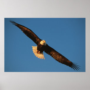 Poster Oiseau de Prey, Aigle de Bald en vol, Kachemak