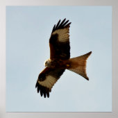 Poster oiseau de proie (Devant)