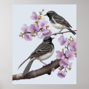Poster Oiseau de queue