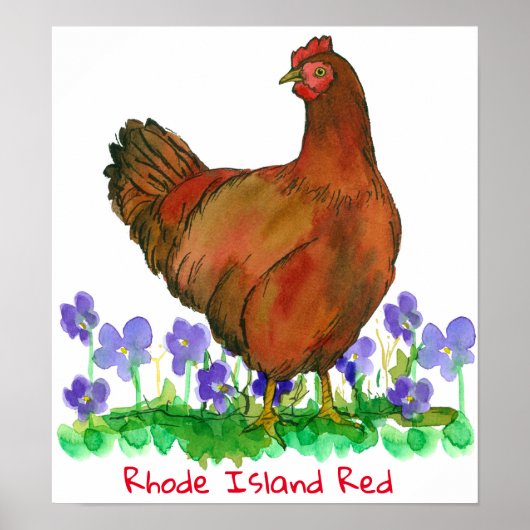 Poster Oiseau d'État de Rhode Island Violets de poulet ro (Devant)