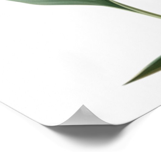 Poster Oiseau du dessin du paradis (fleur) (Coin)